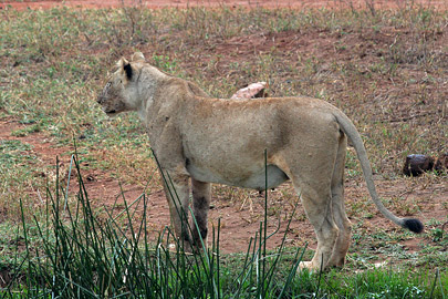 Fotoalbum von Malindi.info - Tsavo West/East Safari im März 2009  [ Foto 51 von 140 ]