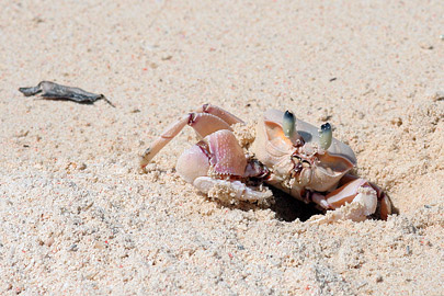 Fotoalbum von Malindi.info - Malindi Marine Park 2009  [ Foto 35 von 59 ]