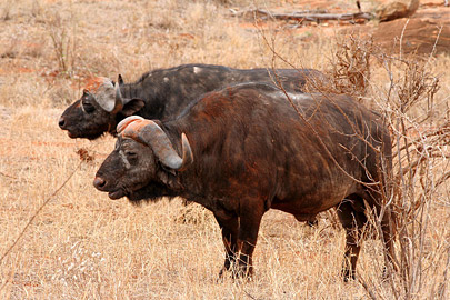Fotoalbum von Malindi.info - Safari Tsavo East/West 2010  [ Foto 34 von 145 ]