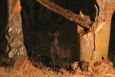 Fotoalbum von Malindi.info - Safari Tsavo East/West 2010  [ Foto 120 von 145 ]