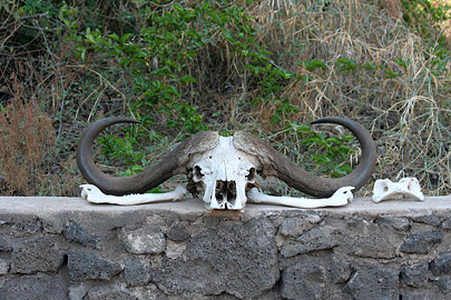 Fotoalbum von Malindi.info - Safari Tsavo East/West 2010  [ Foto 139 von 145 ]