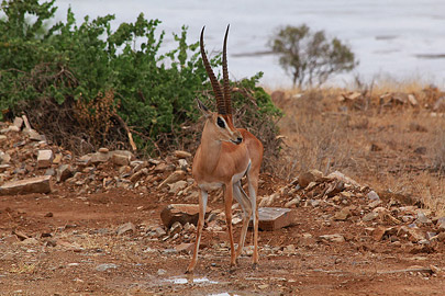 Fotoalbum von Malindi.info - Safari Tsavo East/West 2012  [ Foto 10 von 98 ]