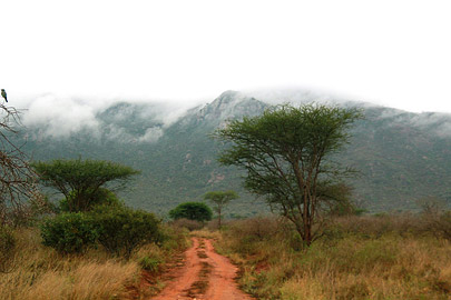 Fotoalbum von Malindi.info - Safari Tsavo East/West 2012  [ Foto 55 von 98 ]
