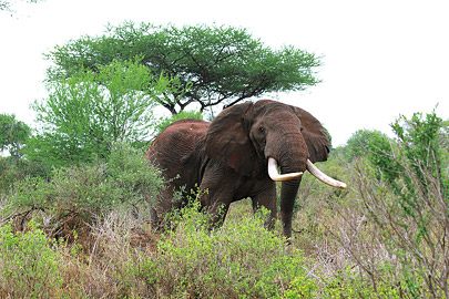 Fotoalbum von Malindi.info - Safari Tsavo East/West 2012  [ Foto 58 von 98 ]