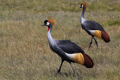 Fotoalbum von Malindi.info - Safari Tsavo/East und Amboseli Dezember 2012  [ Foto 66 von 145 ]