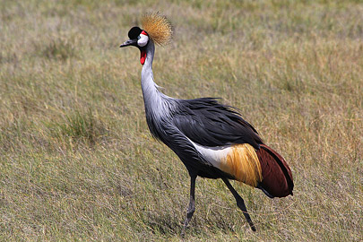 Fotoalbum von Malindi.info - Safari Tsavo/East und Amboseli Dezember 2012  [ Foto 67 von 145 ]