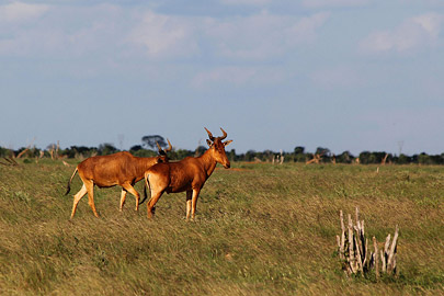 Fotoalbum von Malindi.info - Safari Tsavo East im April 2015  [ Foto 39 von 66 ]